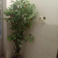 درختچه گیلاس