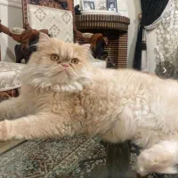 پرشین نر