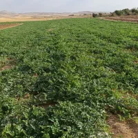 هندوانه