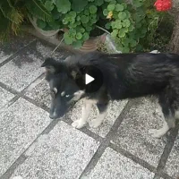 سگ گمشده|حیوانات|سرخرود, |دیوار