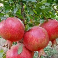 انواع انار و گردو و زردآلو و...