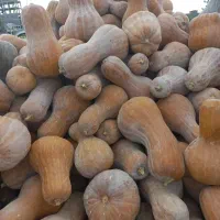 کدو بسطام درجه ۱