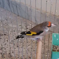 سهره نرشوربخون جفتی قناری|پرنده|یزد, |دیوار