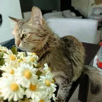 واگذاری گربه دختر  موبلند