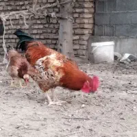 خروس|حیوانات مزرعه|سیمین شهر, |دیوار