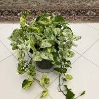 پتوس حصیری پتوس مرمری اسکاندیس غوره ای فلوریدا|گل و گیاه طبیعی|مشهد, دانشجو|دیوار