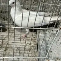 گرفتی|حیوانات|زابل, |دیوار