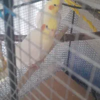 عروس هلندی جفت