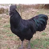 خروس سیاه نایاب،زیبایی وقدرت دریک قاب