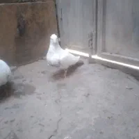 کبوتر|پرنده|مشهد, شهید جنگی|دیوار