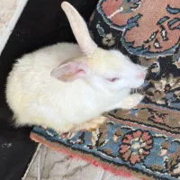 خرگوش