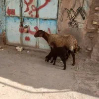 میش زایده