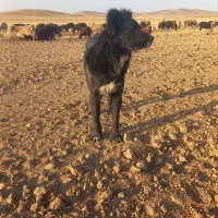 سگ گله|سگ|فرمهین, |دیوار