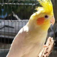 عروس هلندی نر و ماده
