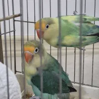 جوجه سرلاکی و مولد رنگ خاص طوطی کوتوله برزیلی