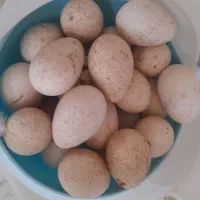 تخم بوقلمون شاپورجان