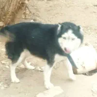 فروش سگ هاسکی|سگ|یزد, |دیوار