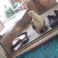 خروس  گلباقالی