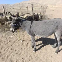 ماده خر گله ای اروم ۳سال|حیوانات مزرعه|بلداجی, |دیوار