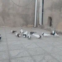 کفتر رنگه