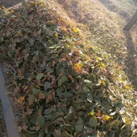 برگ درخت توت تمیزخشکه