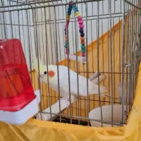 عروس هلندی سفید|پرنده|تهران, جنت‌آباد مرکزی|دیوار