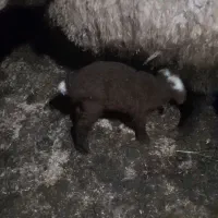 مروبرخ