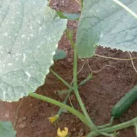 خیار سبز|خوردنی و آشامیدنی|تهران, امام زاده عبدالله|دیوار