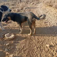 سگ خوب|سگ|فسا, |دیوار