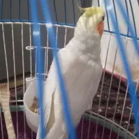 عروس هلندی نر|پرنده|مشکیندشت, |دیوار