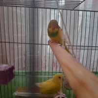 عروس هلندی و مرغ عشق|پرنده|فردیس, نسترن غربی|دیوار