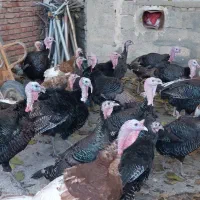 قلی محلی|حیوانات مزرعه|سقز, |دیوار