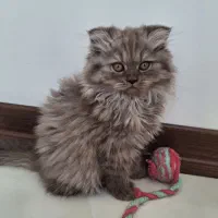 بچه گربه بریتیش لانگ هیر
