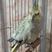 عروس هلندی ماده