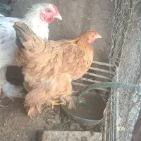 3عد مرغ 3عددخروس برهما|حیوانات مزرعه|مهریز, |دیوار