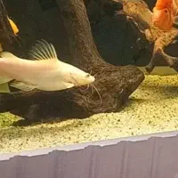 ردتیل دراگون البینو اسیایی|ماهی|تبریز, |دیوار