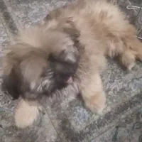 شیتزو کراس فروشی قیمت پیشنهادی|سگ|شیراز, سعدیه شمالی|دیوار