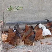 سلام چندونه مورغ وخروس فروشی|حیوانات مزرعه|شاهرود, |دیوار