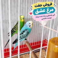 فروش یک جفت مرغ عشق زیبابه همراه قفس و تمام لوازم