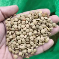 عدس درشت پخت تضمینی برنج دانه بلند رویال