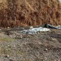 فروش یونجه خشک|لوازم جانبی حیوانات|مشگین شهر, |دیوار