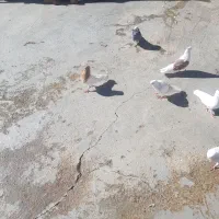 با سلام چندجوفت شونی دوم سفید کلی ودومی|پرنده|اشترینان, |دیوار