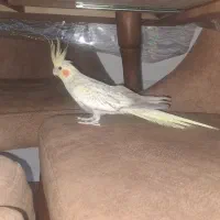 عروس هلندی مولد
