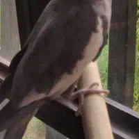 جفت عروس هلندی|پرنده|کرمان, |دیوار