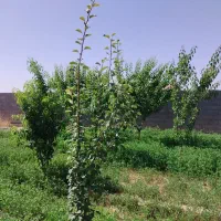 زمین-چهاردیواری-500متری