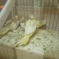 عروس هلندی