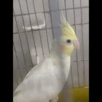 عروس هلندی نروماده