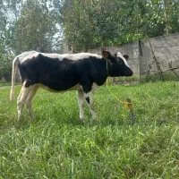 گوساله ماده هلشتایین نژاد شیری