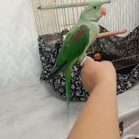 طوطی|پرنده|بناب, |دیوار