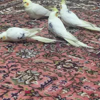 عروس هلندی